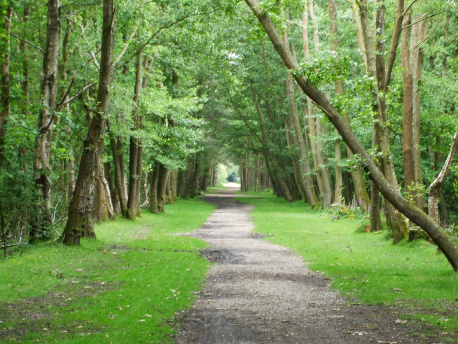 New Forest Track