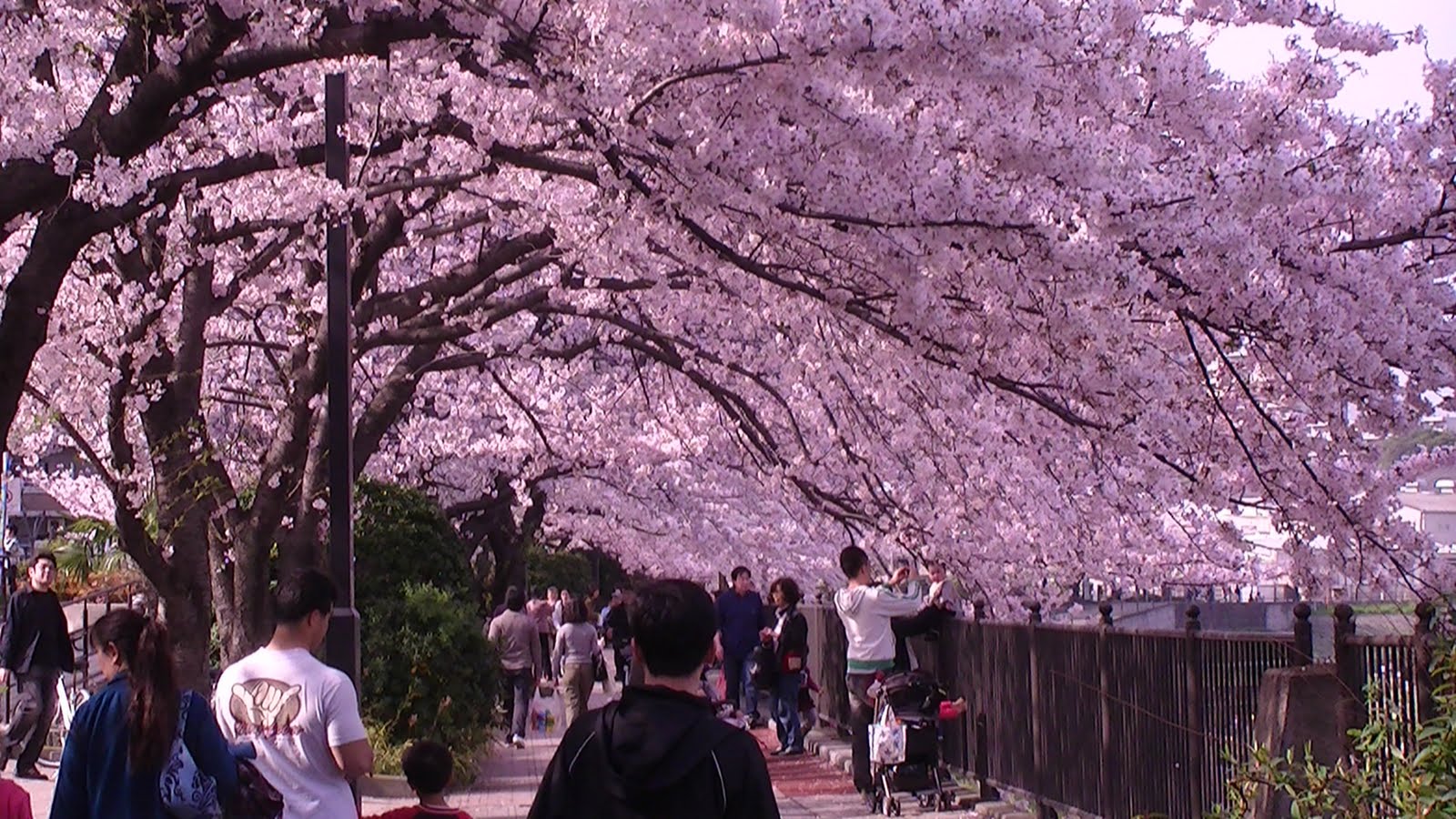 hanami
