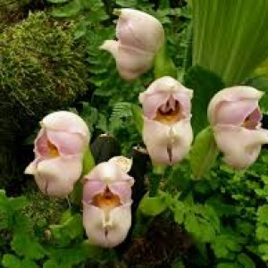 Classifica 10 fiori più strani nel mondo