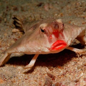 labbra rosse