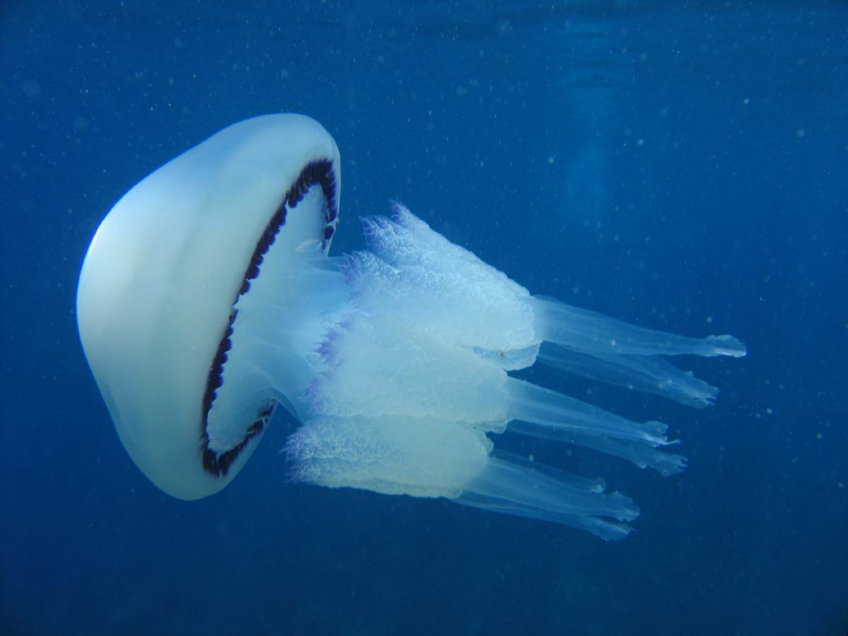 Località con più meduse in Calabria