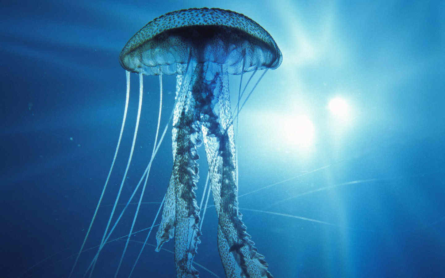Località con più meduse della Sardegna