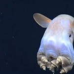 polpo dumbo