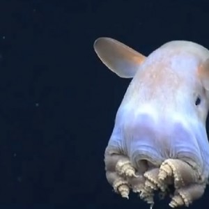 polpo dumbo