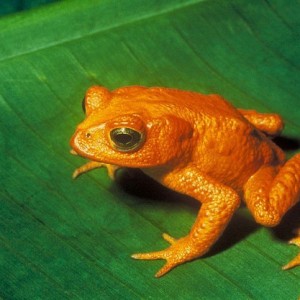 rospo dorato