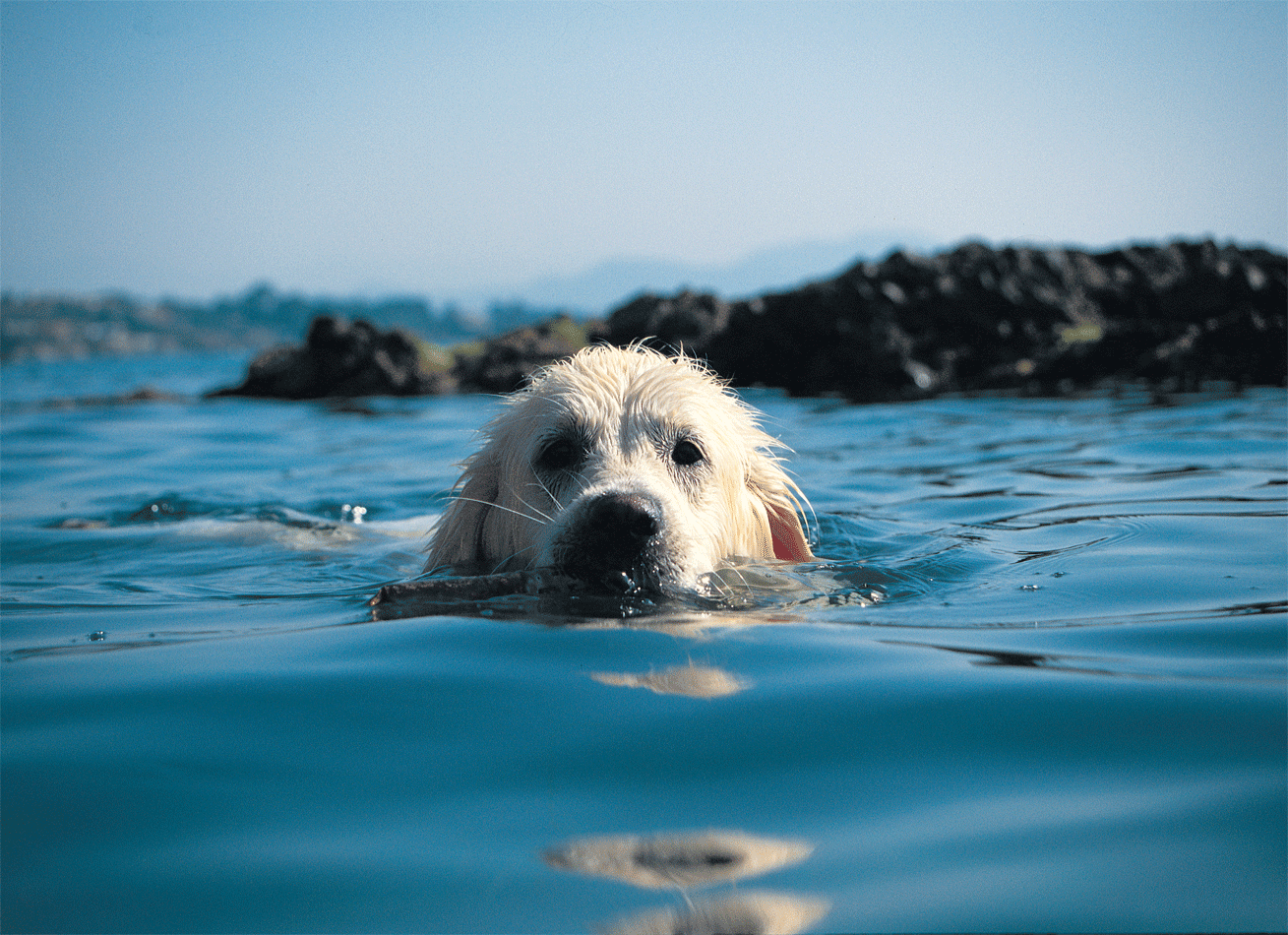 spiaggia cani cilento
