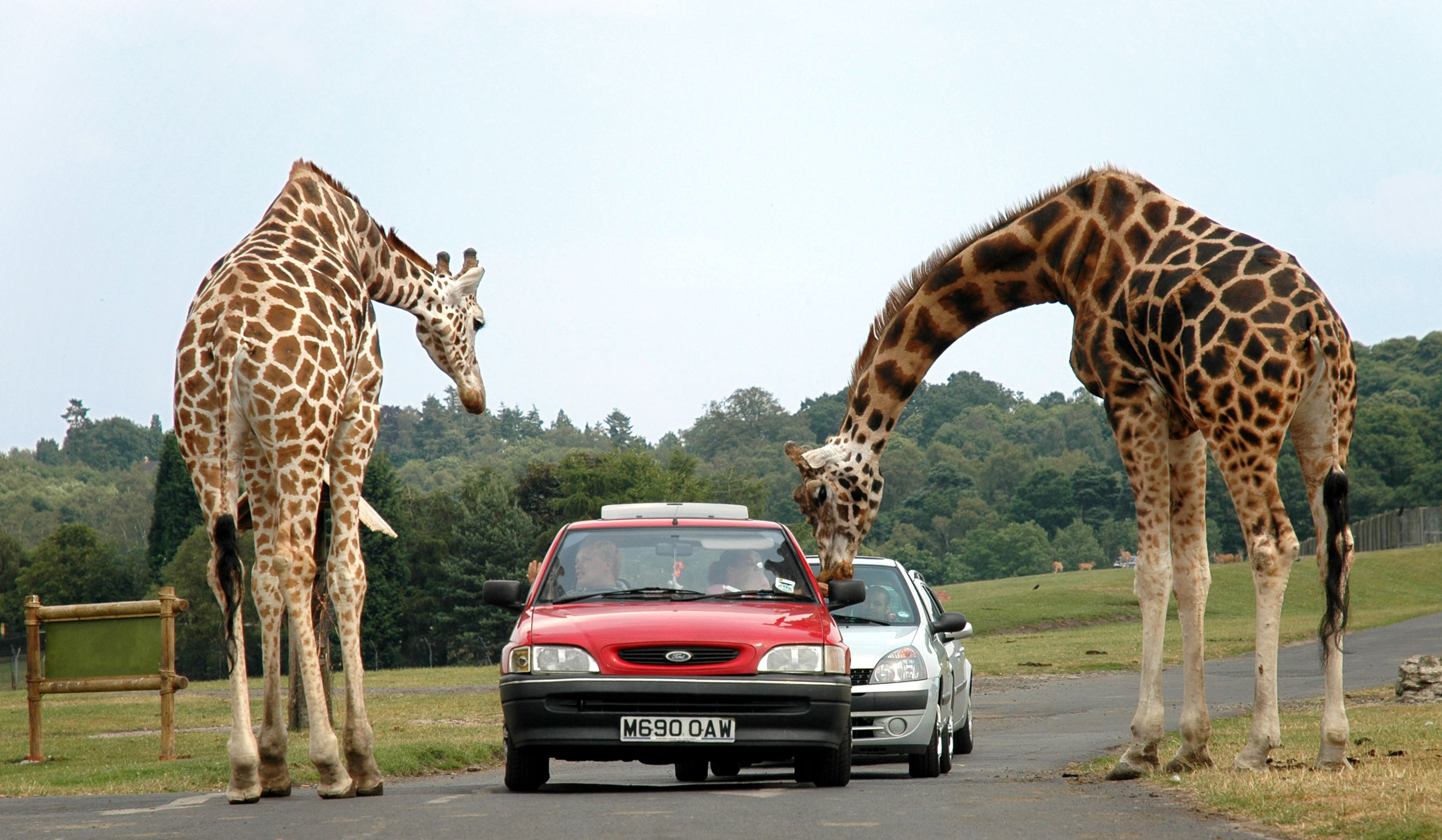 Giraffes at west midlands safari park