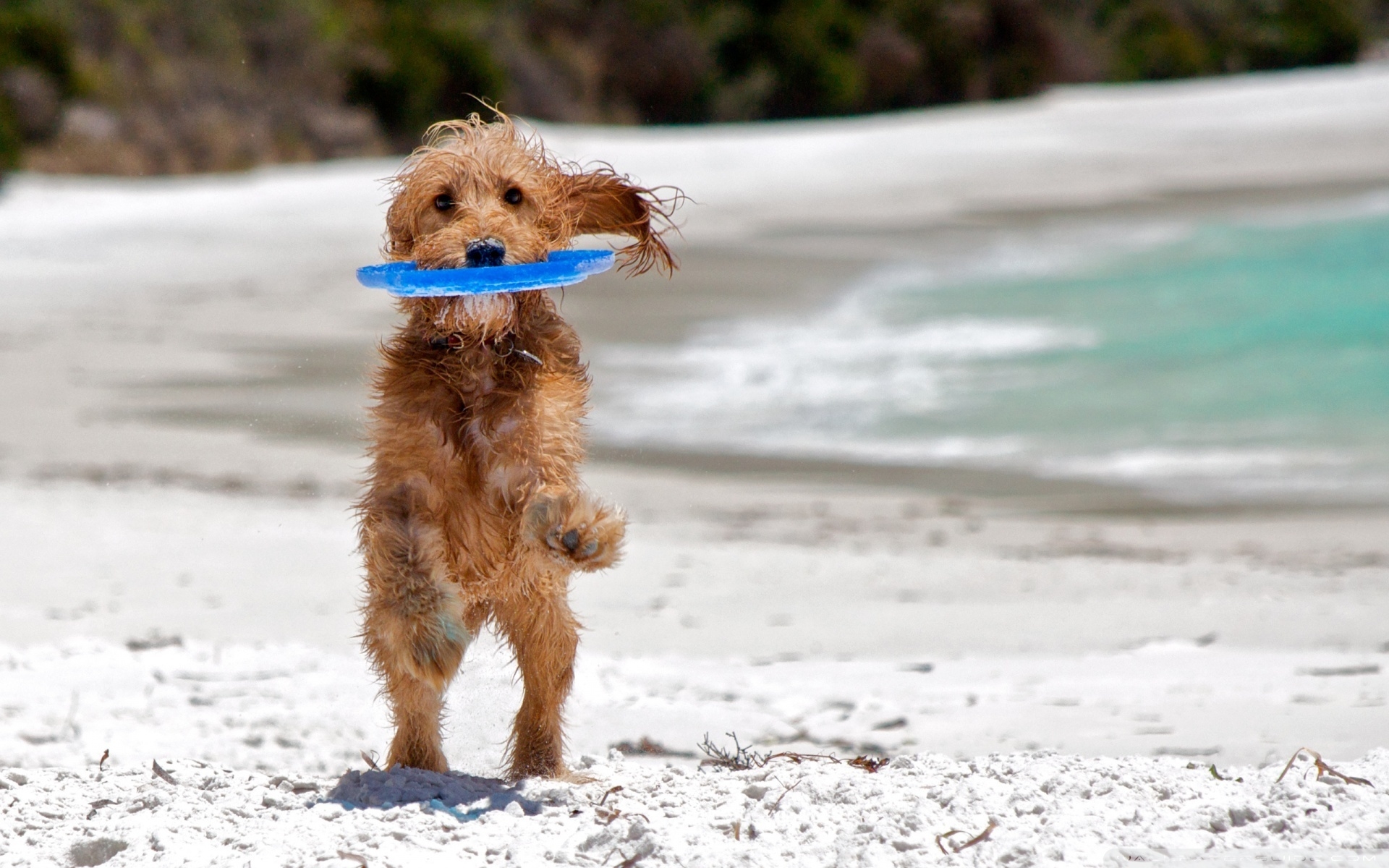 Lidi dove accettano cani Cagliari