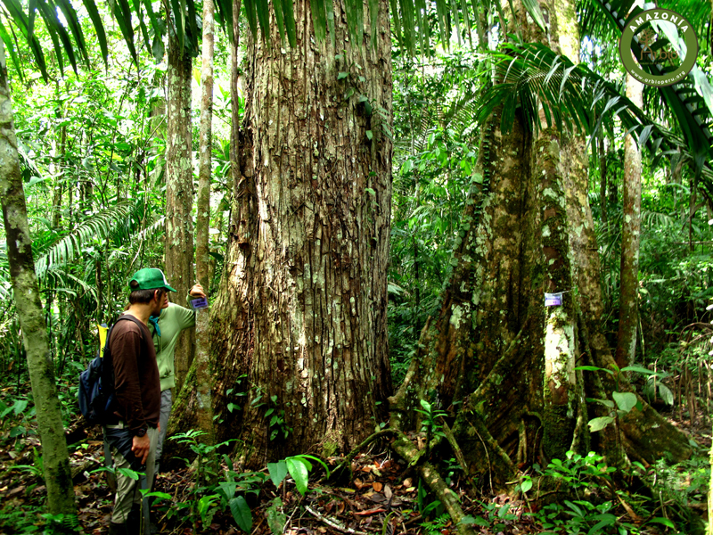 bosque sello
