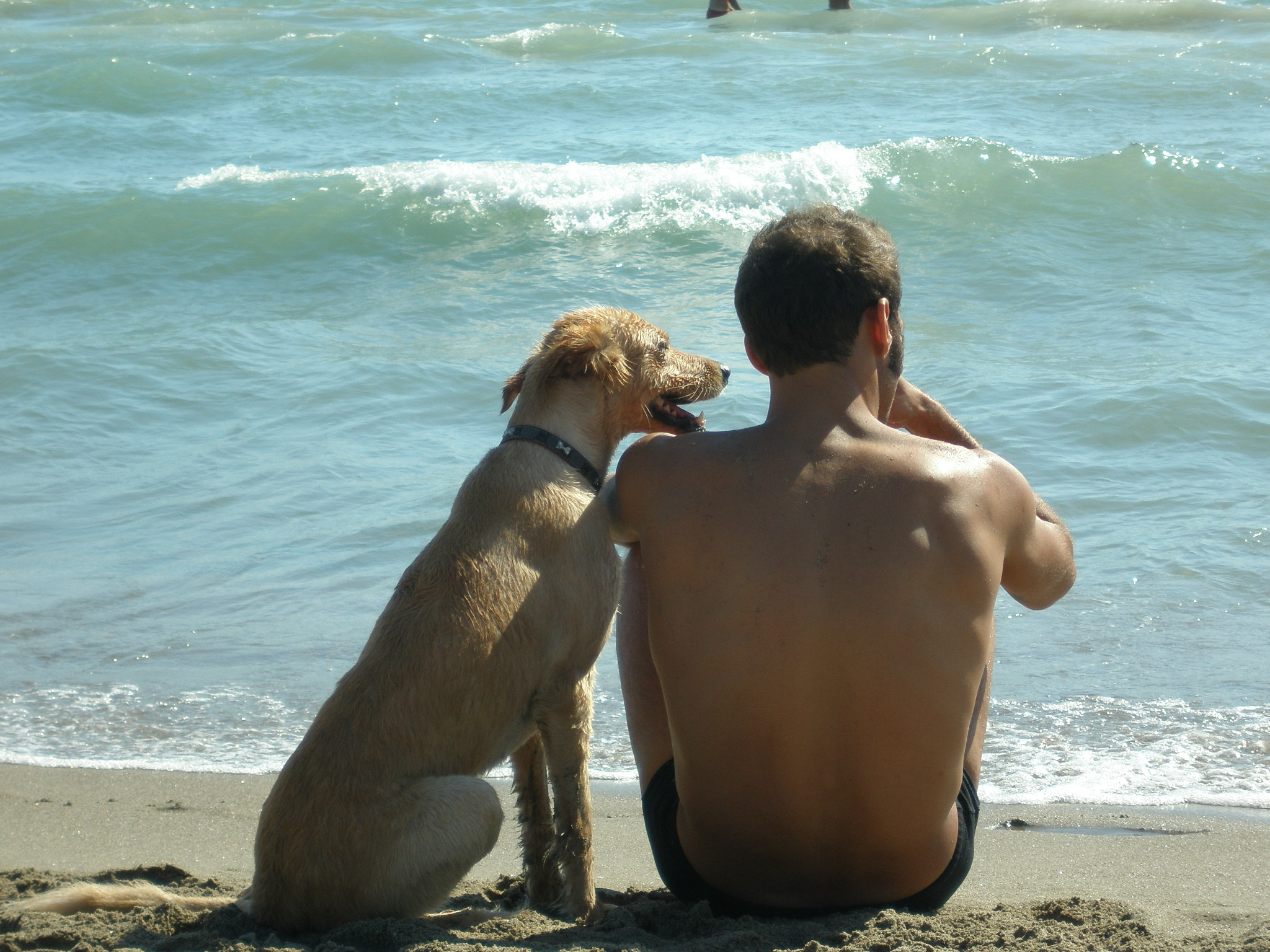 Lidi dove accettano cani Roma