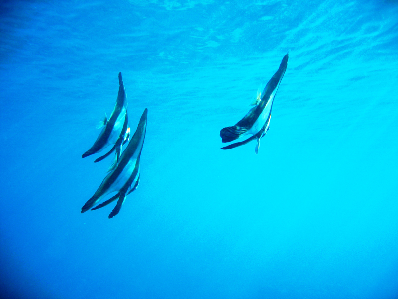 chumbe diving 3