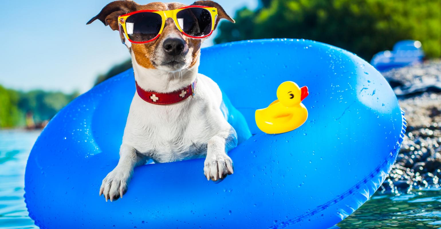 vacanza con il cane
