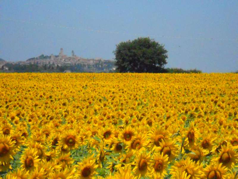 Campi di girasole più belli d'Italia, località