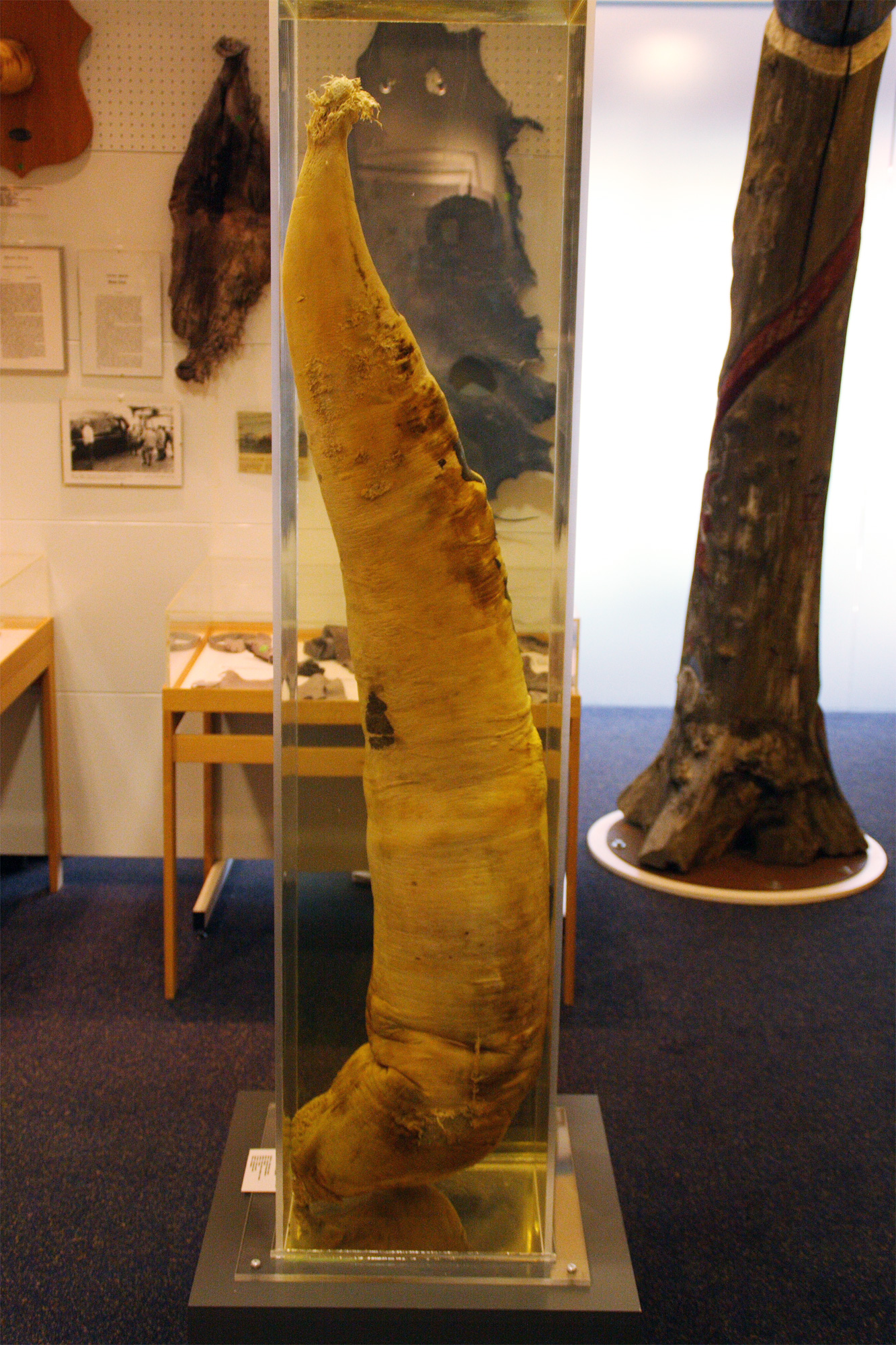 Icelandic Phallological Museum May 2012