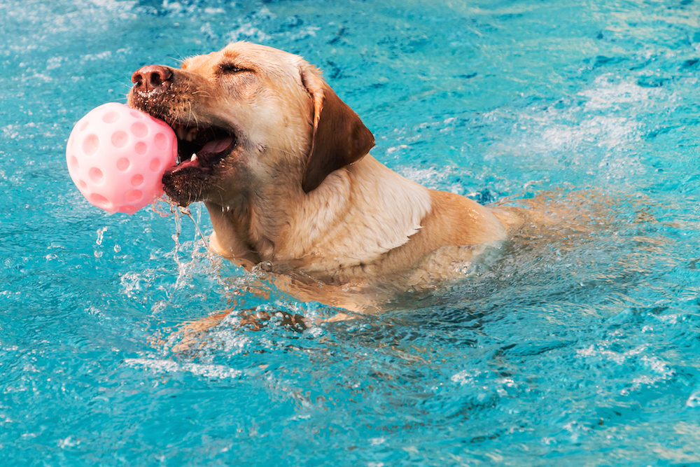 Piscine che accettano cani Milano
