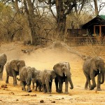 Safari inevidenza