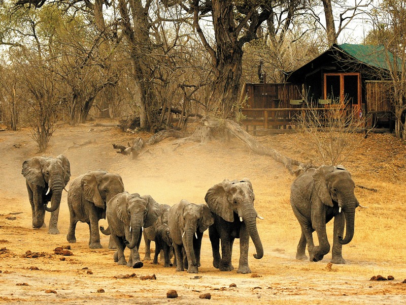 Safari inevidenza