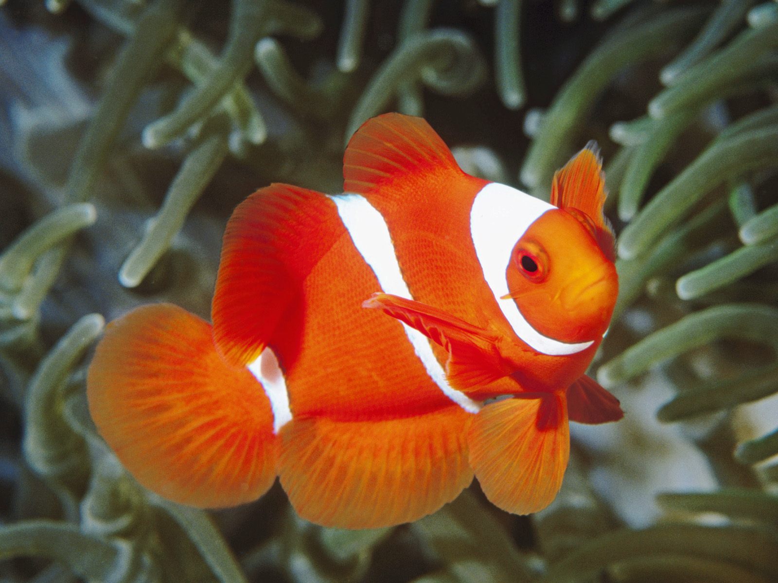 Spine Cheek Anemonefish Papua New Guinea