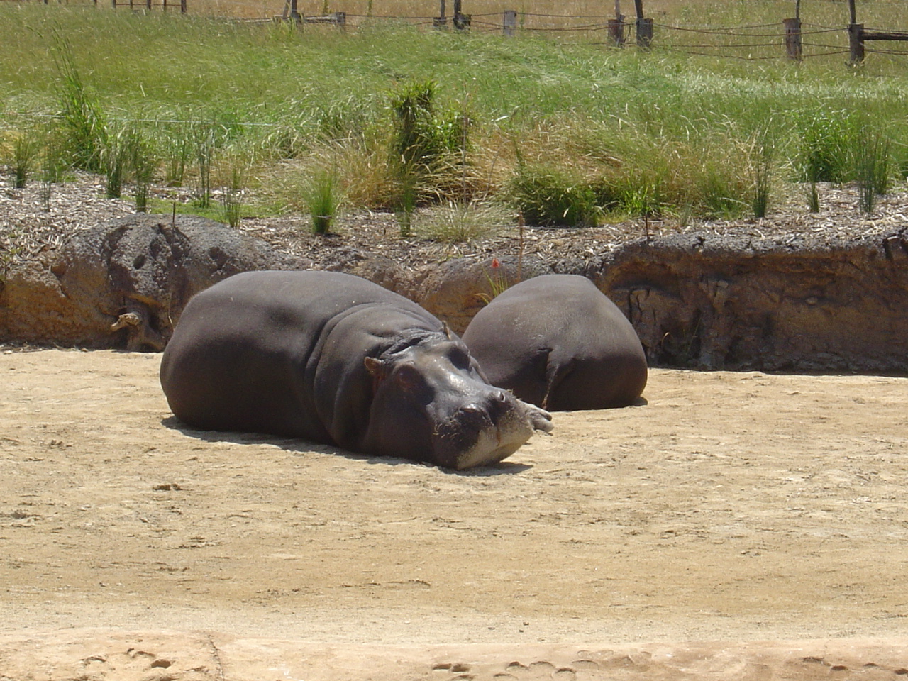 Werribee Open Range Zoo australia 513745 1280 960