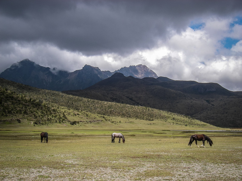 Wild Horses Grazing at Cotopaxi National Park L