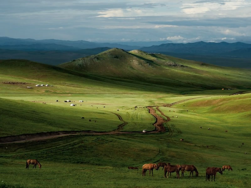 horses mongolia leong 49122 990x742 800x600