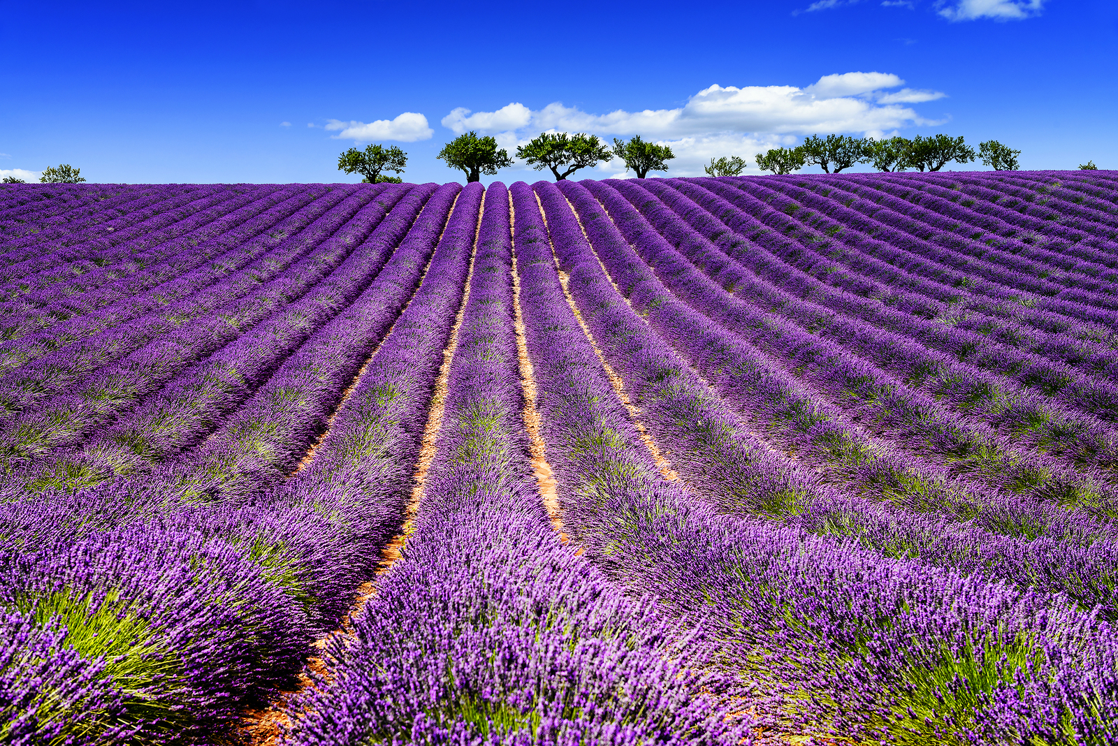 dove trovare campi di lavanda in Italia