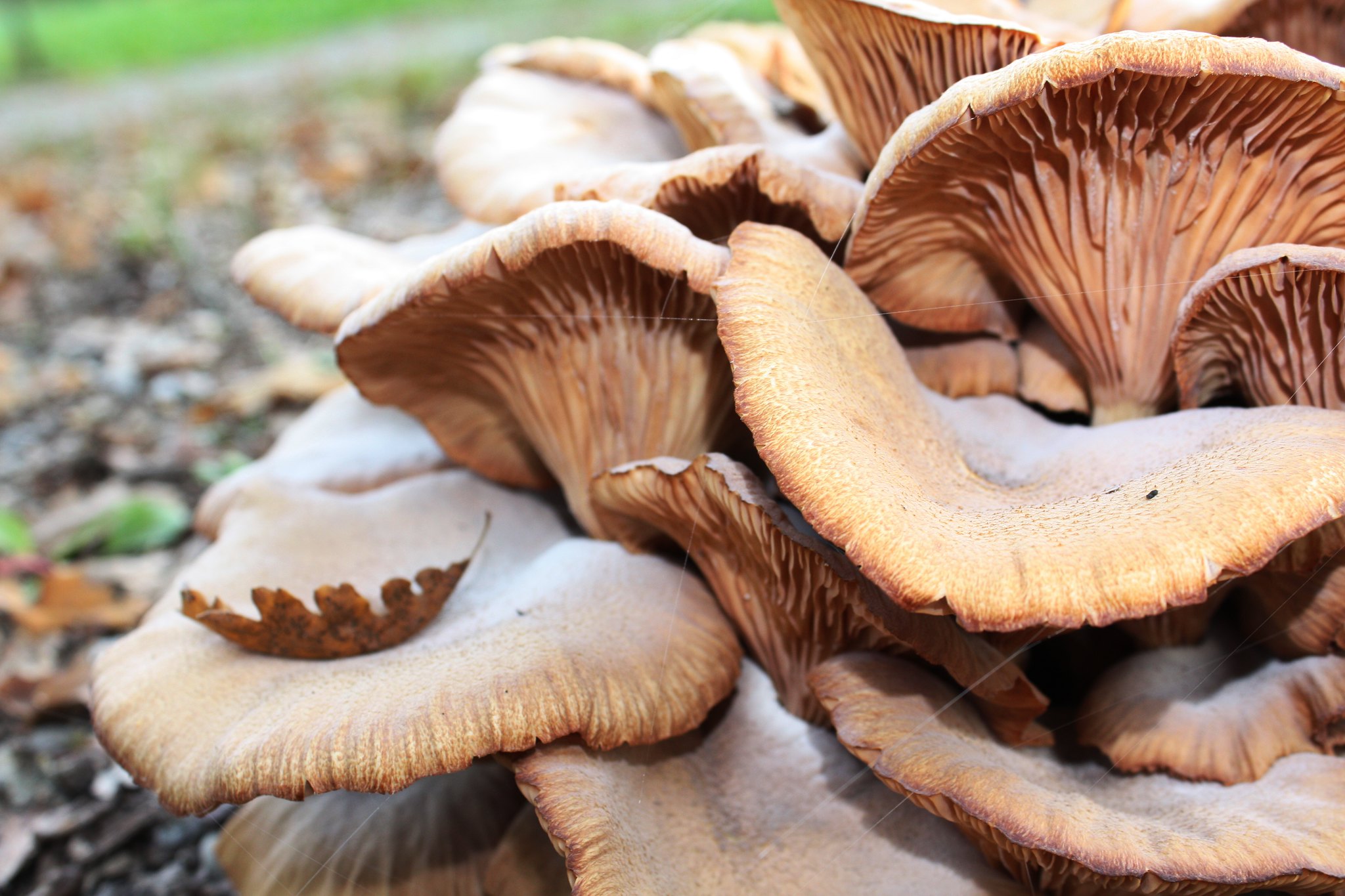funghi langhe