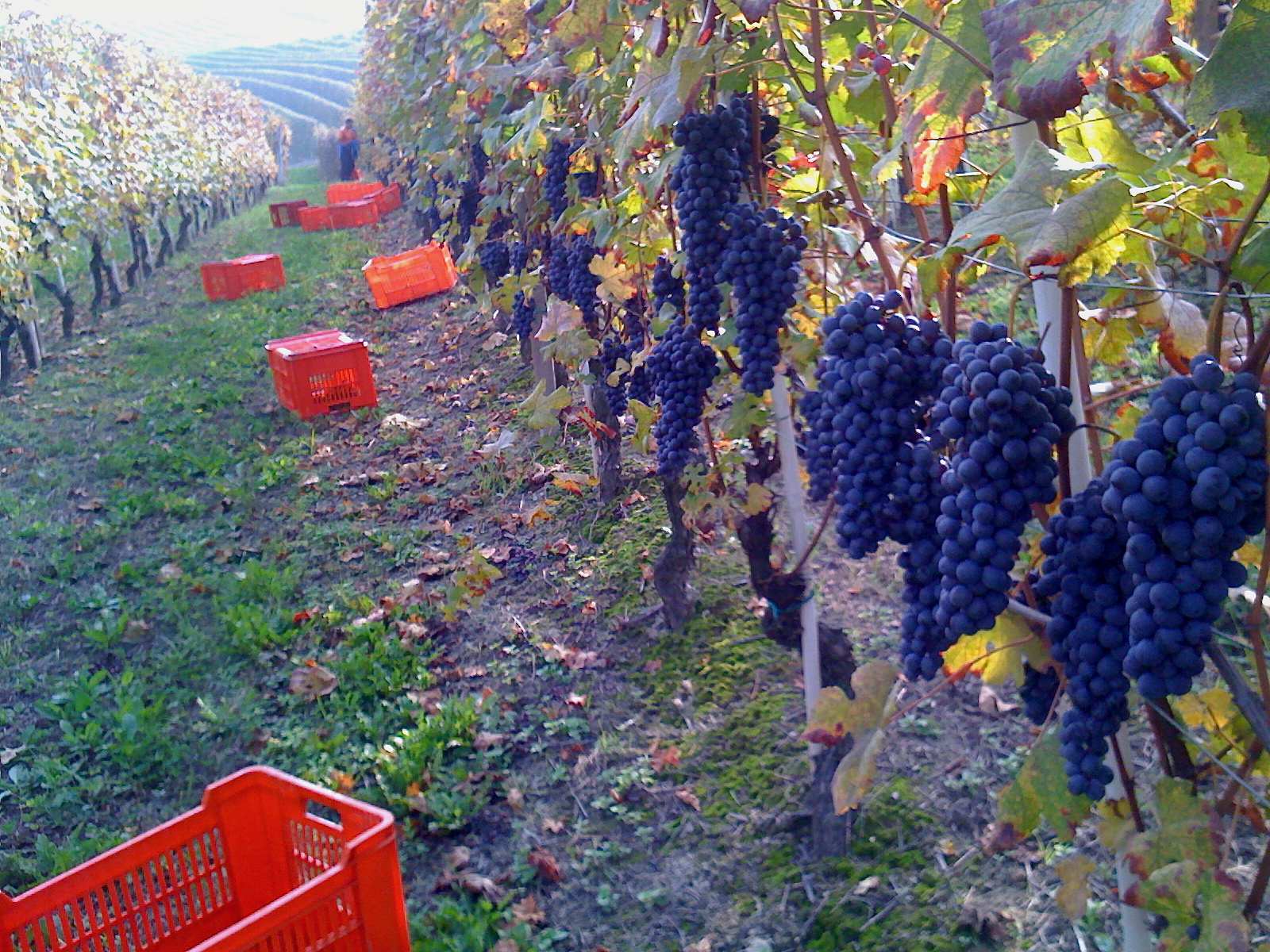 5 feste del vino novello in Italia