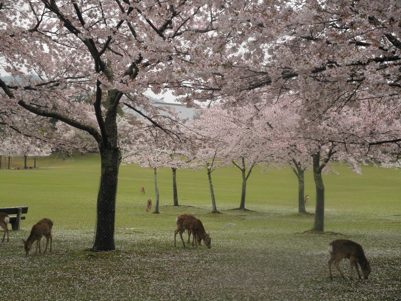 10 cose da visitare a Nara