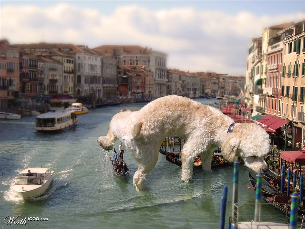 Hotel che accettano cani Venezia