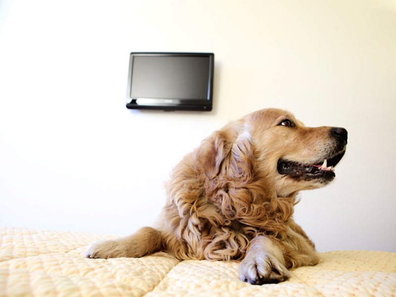 Hotel che accettano cani Milano