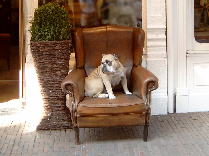 Hotel che accettano cani a Torino