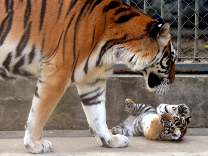 Orari e prezzi biglietti Parco zoologico Primorskiy di San Pietroburgo
