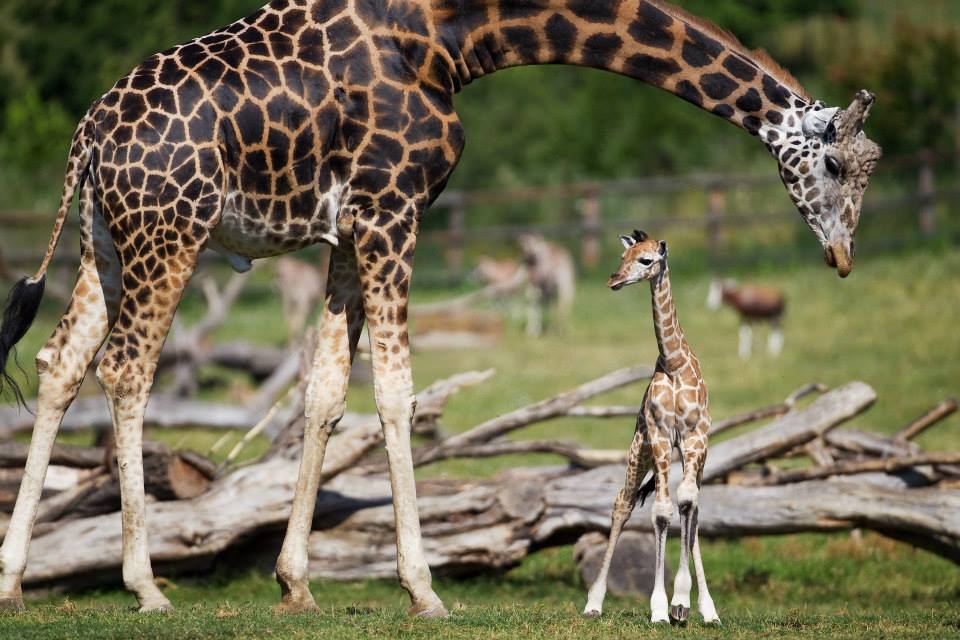 zoo di praga