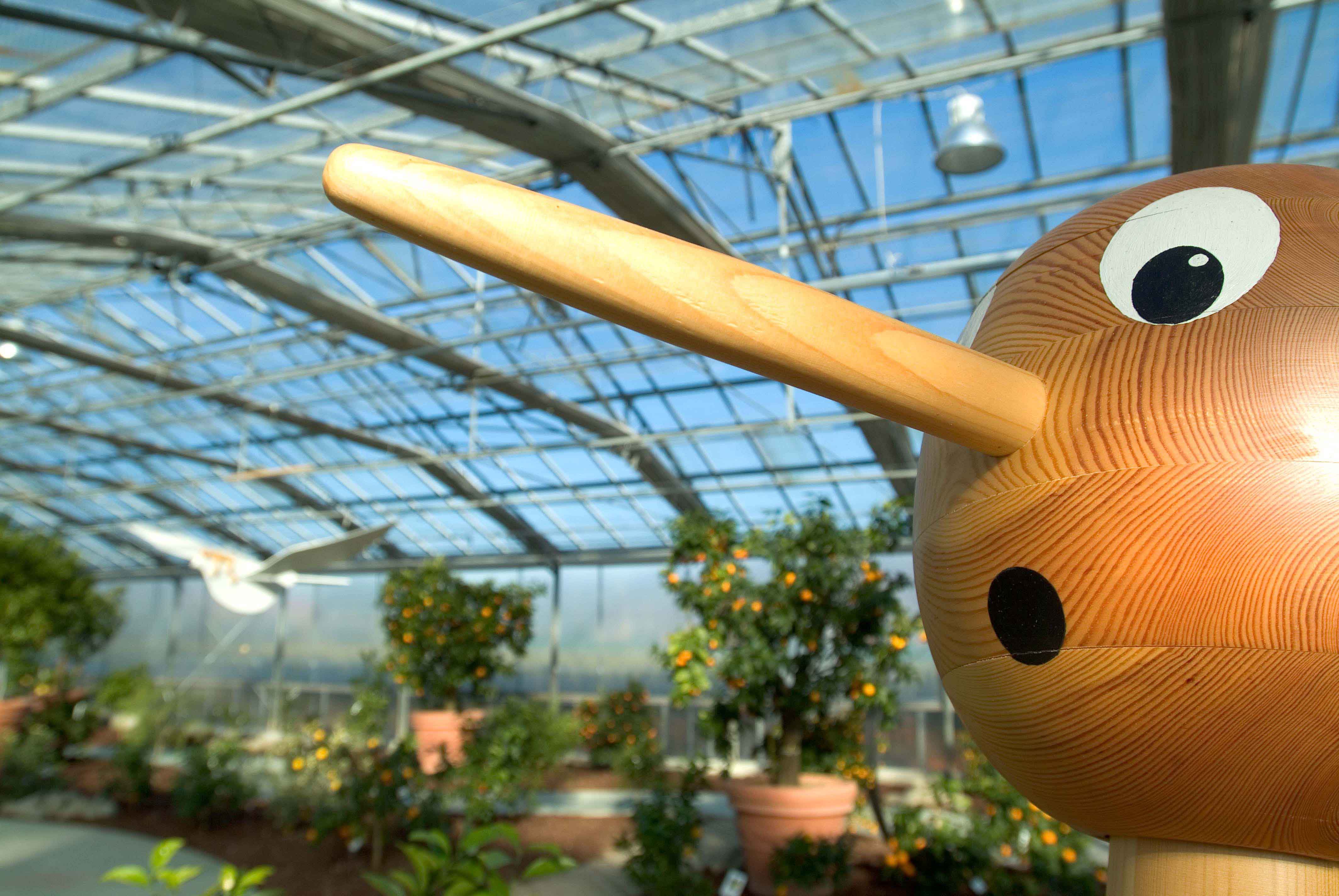 Come visitare il Giardino degli Agrumi a Pescia, Pistoia