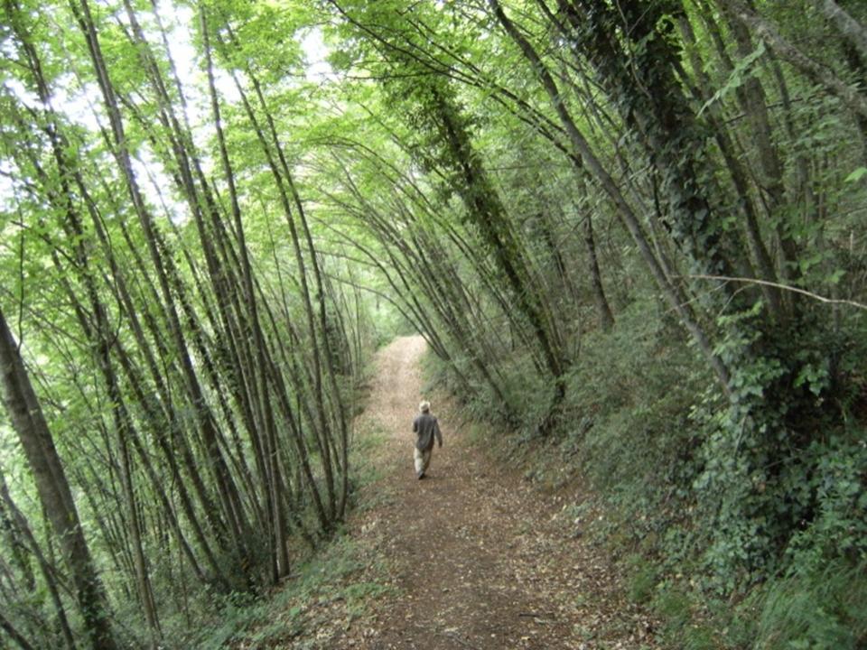 Bosco San Francesco ad Assisi