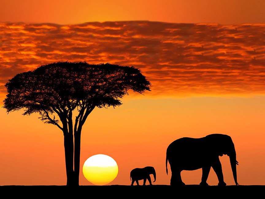 Parco del Serengeti, Tanzania
