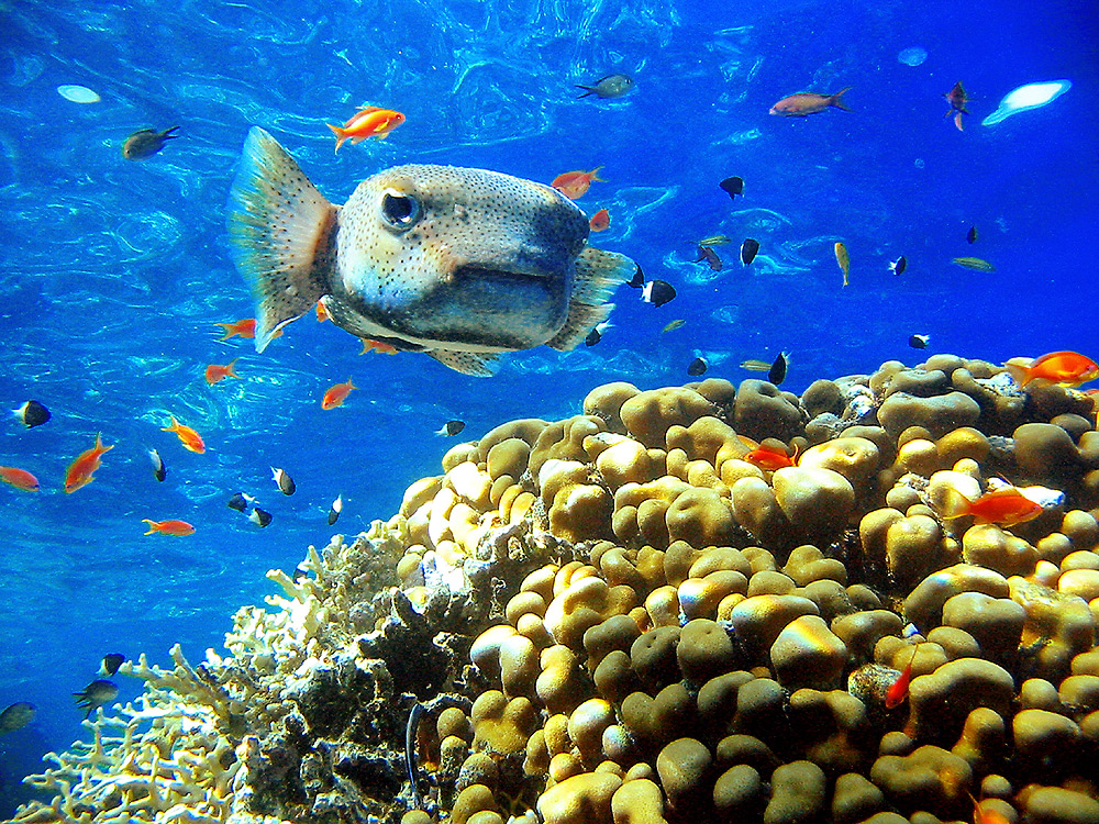 Offerte Pasqua 2016 Sharm el-Sheikh