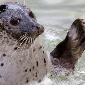 cornish-seal-sanctuary