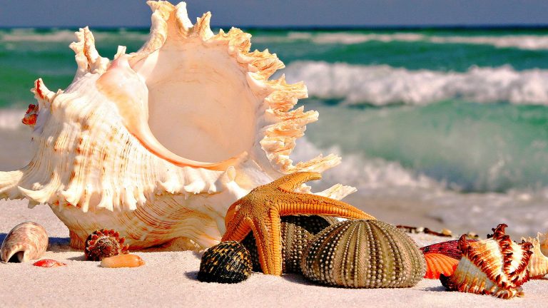 shells on the shore