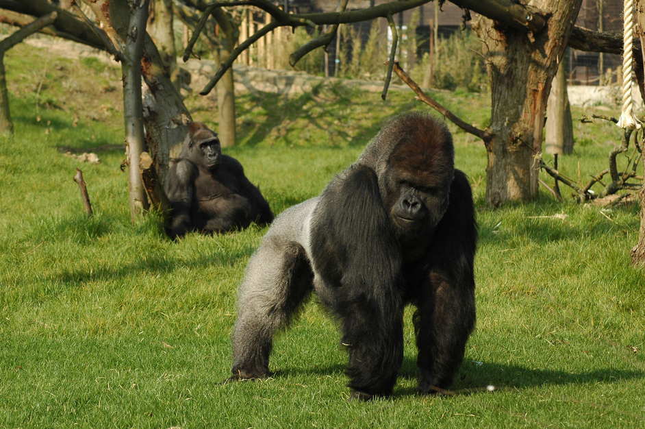Quali animali vedere allo zoo di Londra