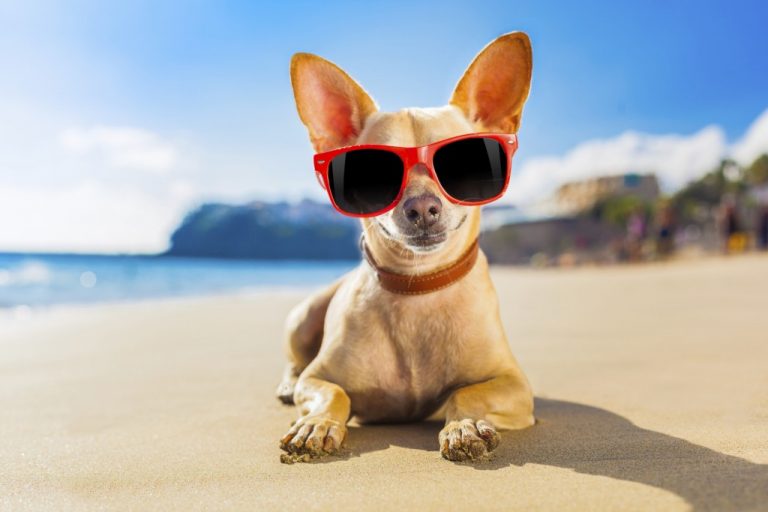Spiagge per cani vicino a mezzavalle