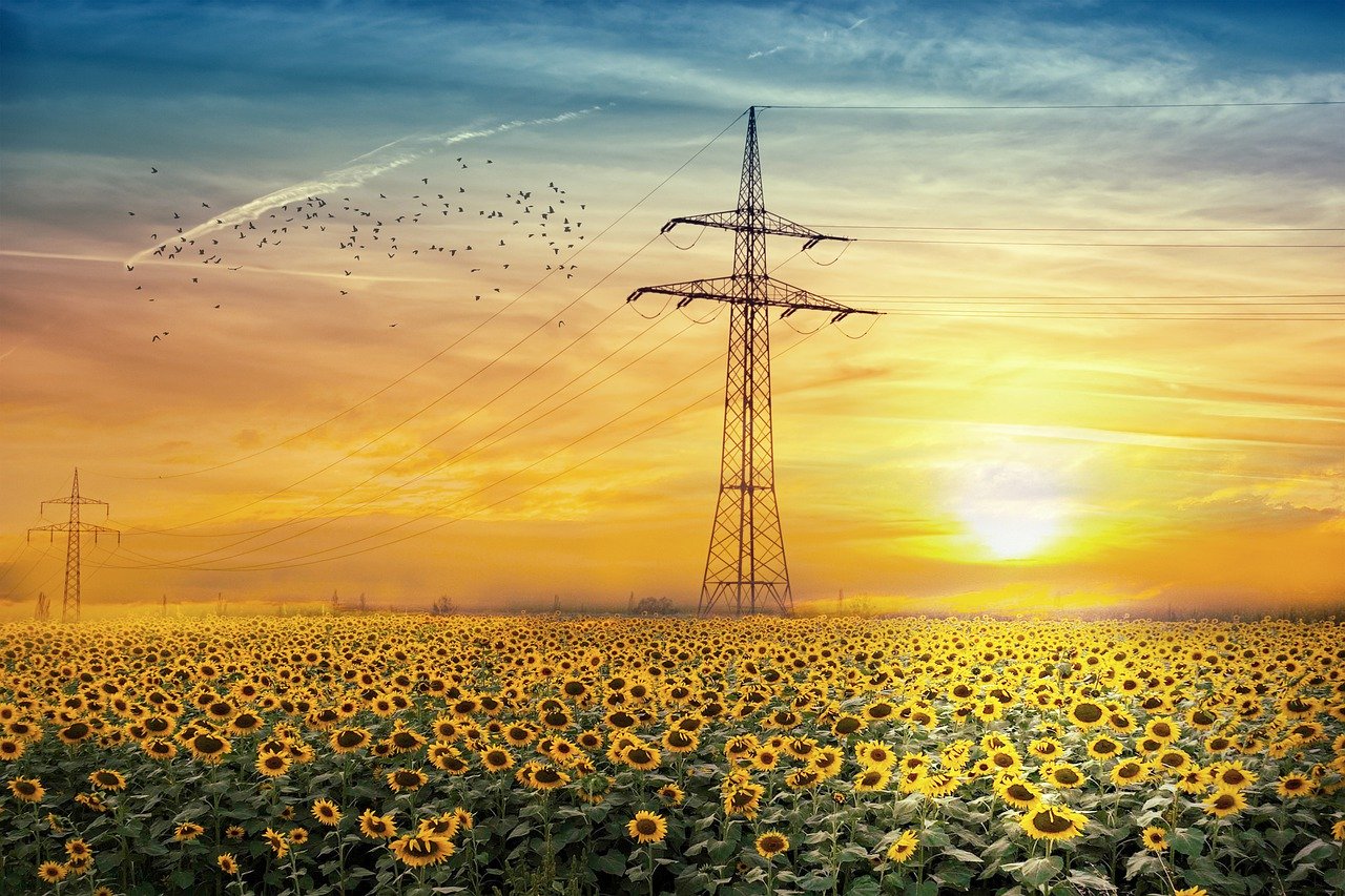dove trovare campi di girasole