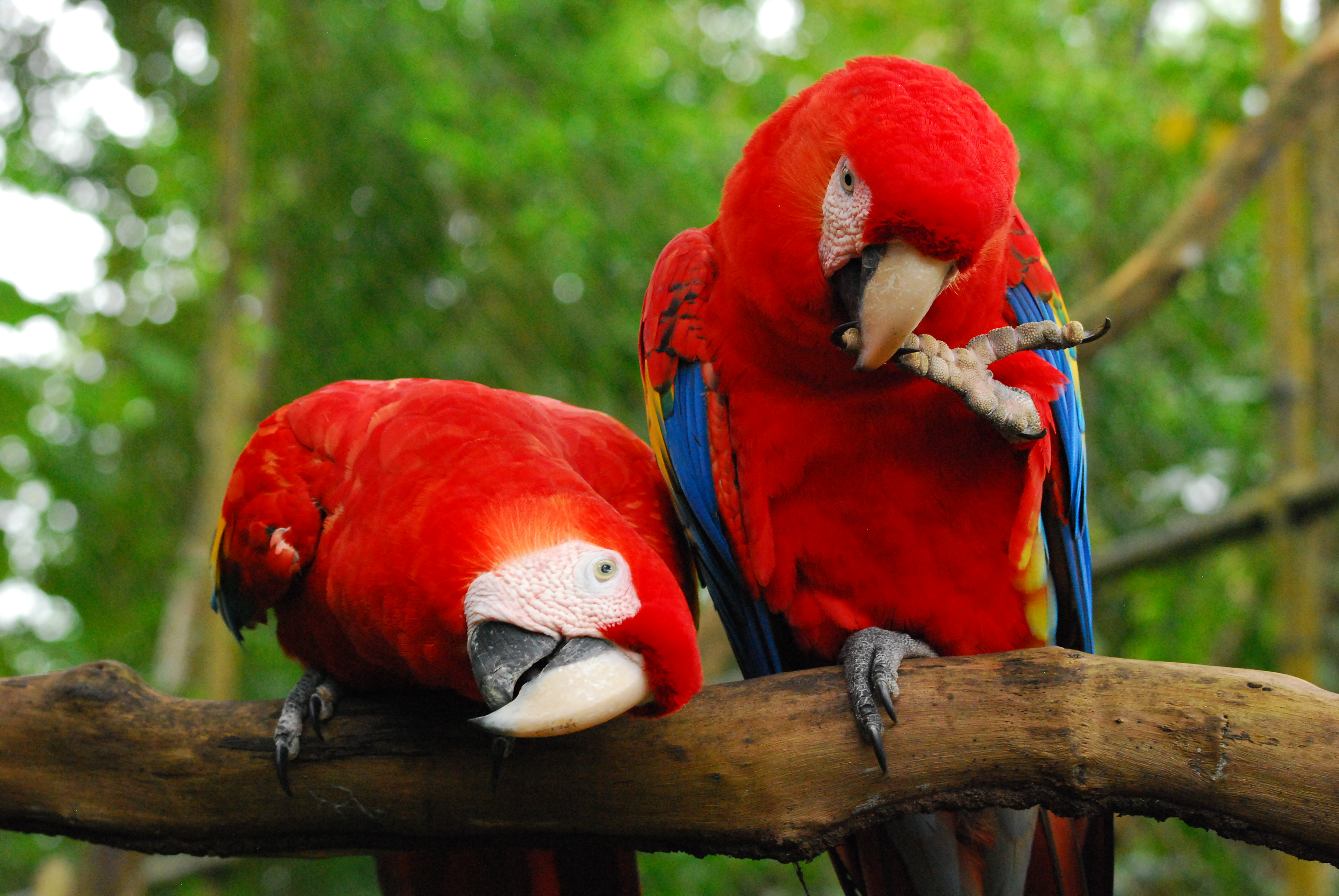 Belize zoo