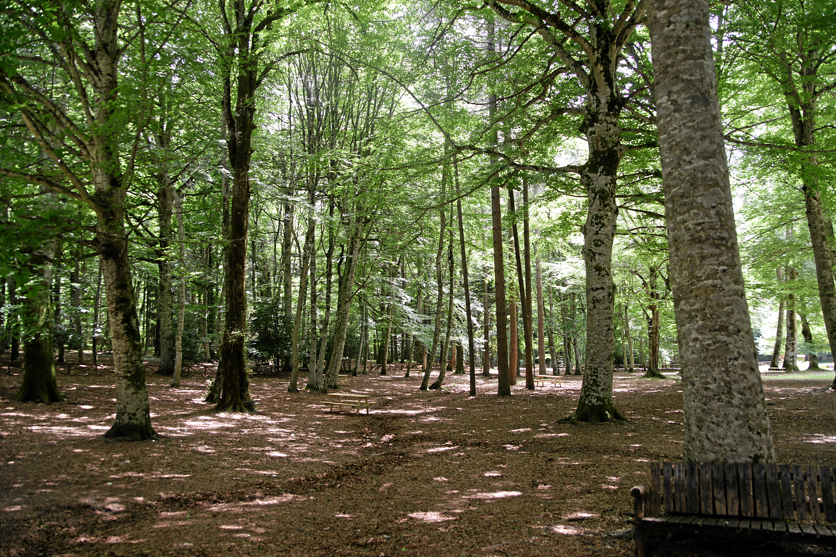 foresta umbra