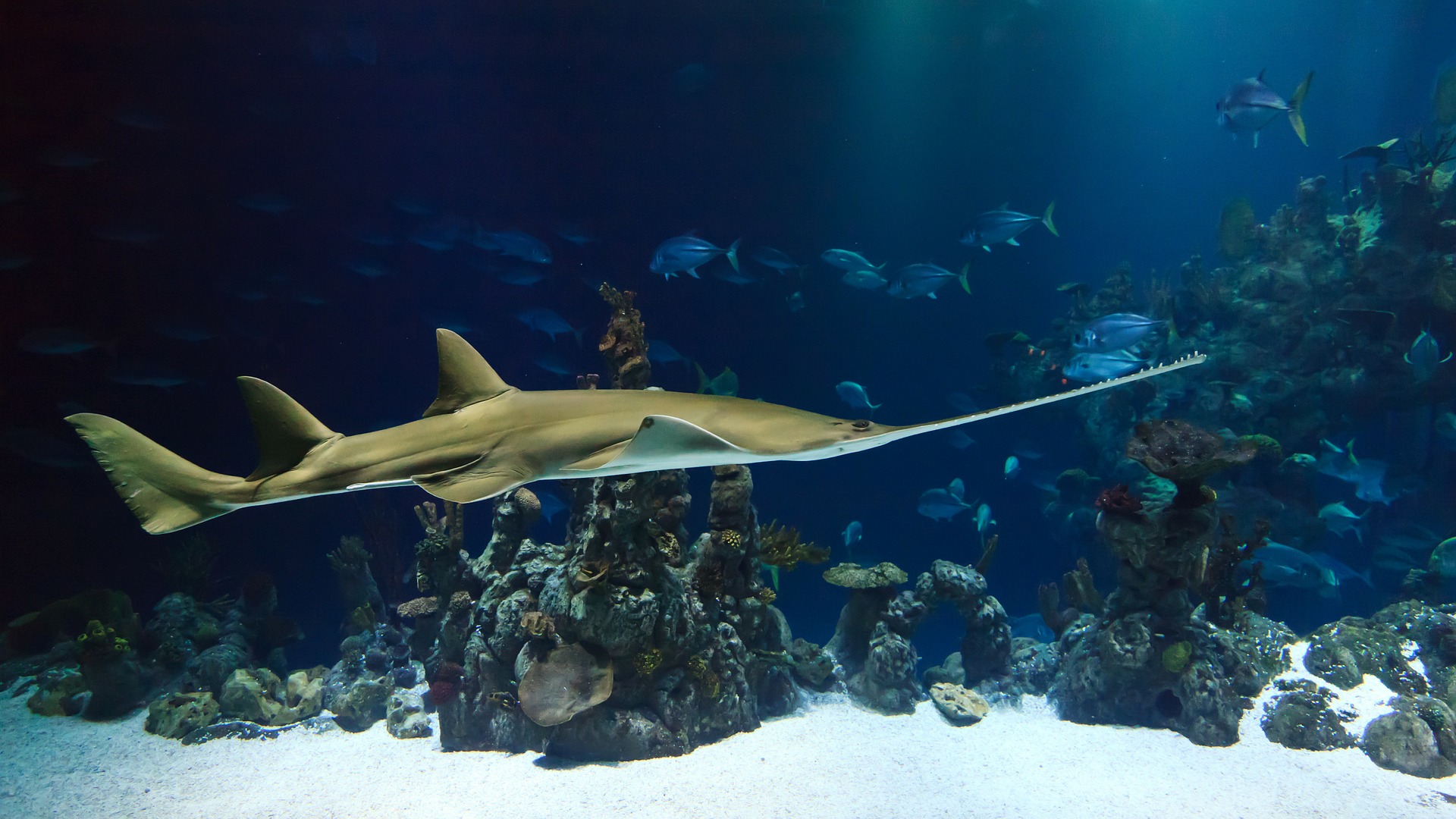 acquario di genova