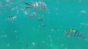 snorkeling zanzibar