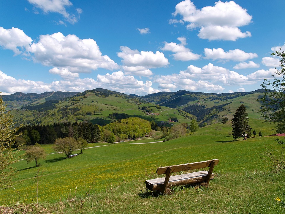 foresta nera