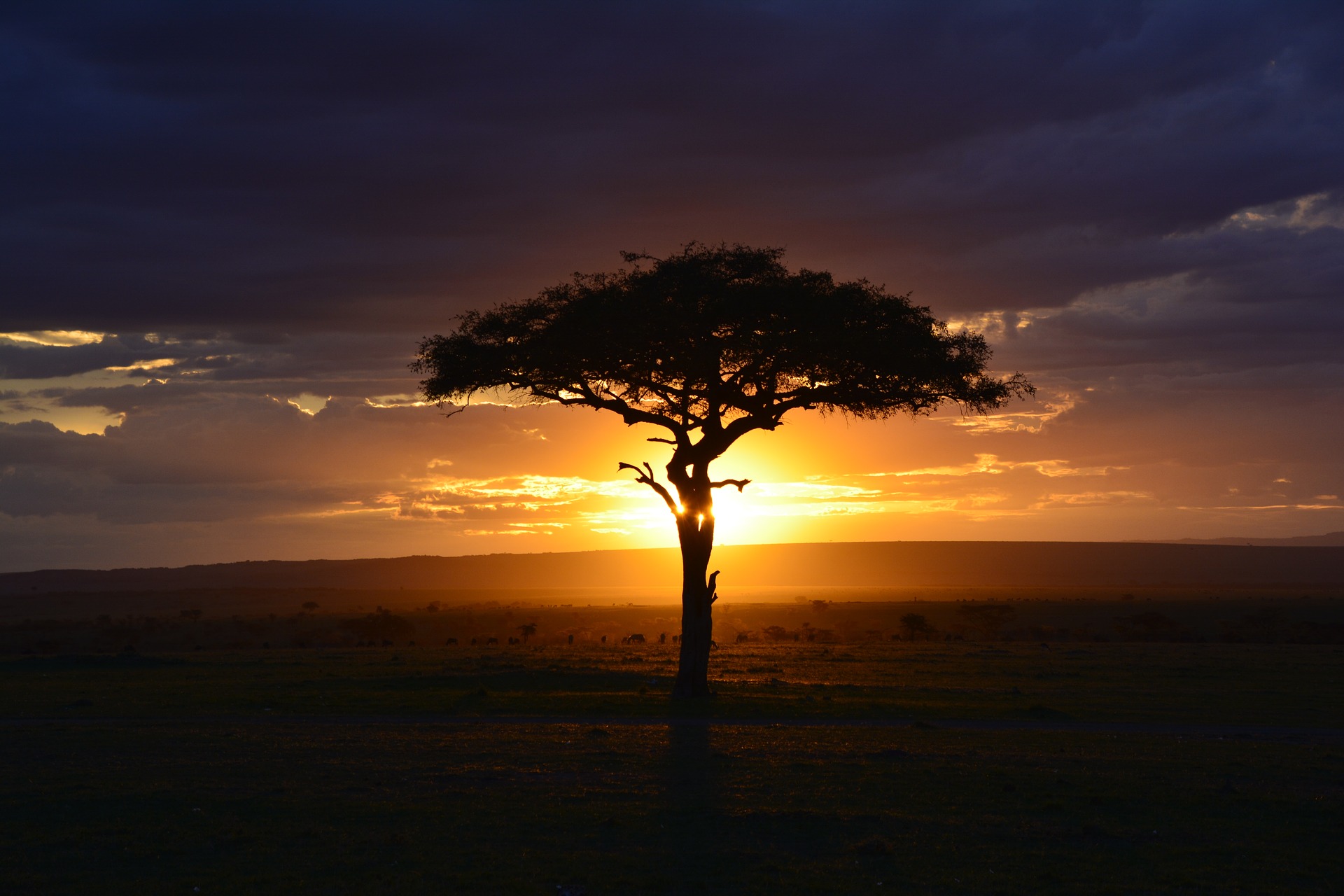 Kenya safari