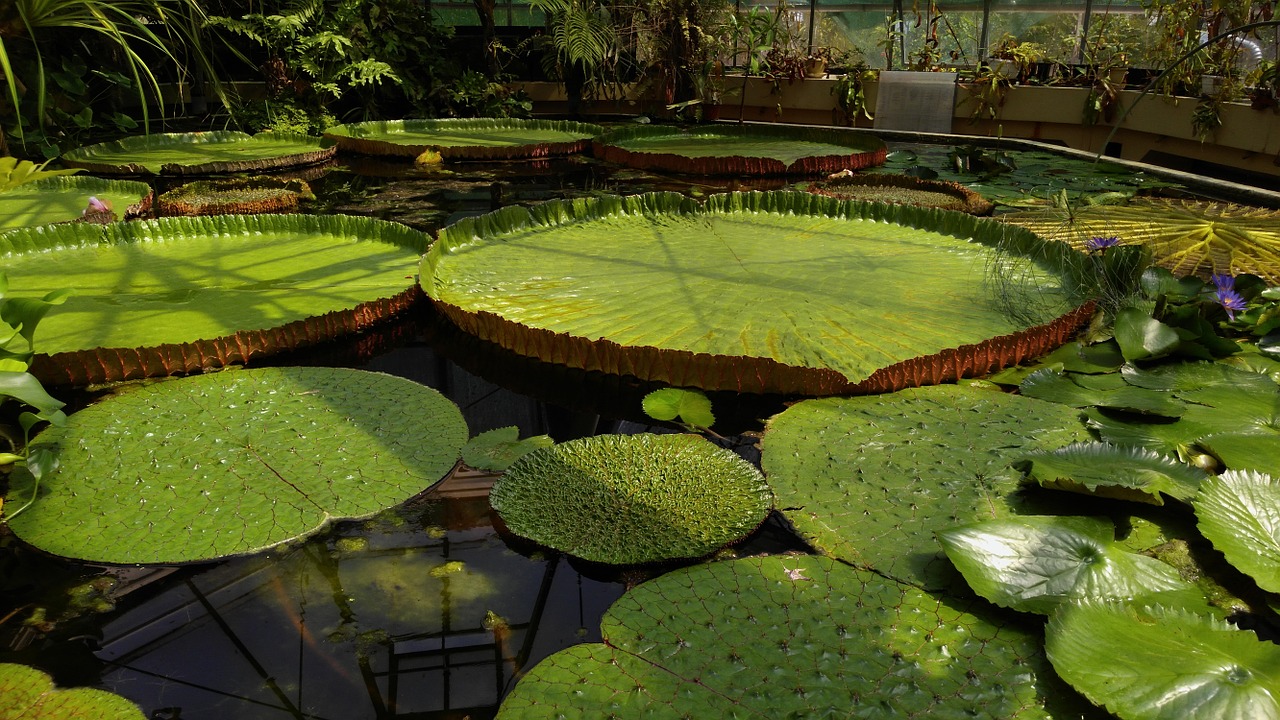 amazzonia